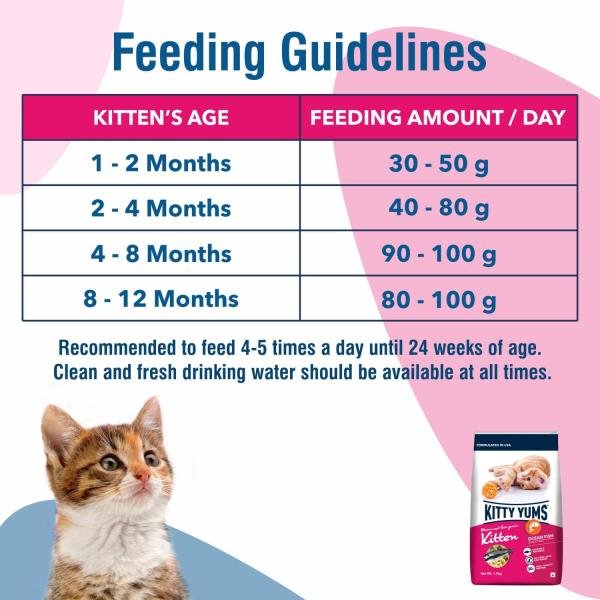 Kitty Yums Kitten(1-12 Months) Dry Cat Food, Ocean Fish - Image 3